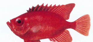 Long Finned Bigeye