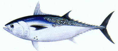 Mackarel Tuna **