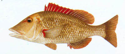 Sweetlip Emperor ****