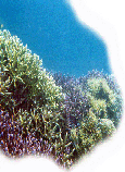 Acropora dan Karang Lunak
