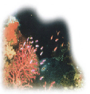 Acropora