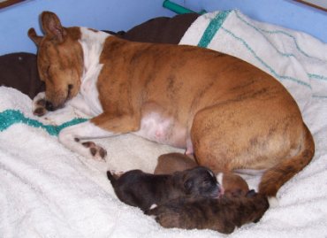 Nkuba and 2 day old puppies