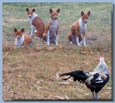 Chicken for dinner?
