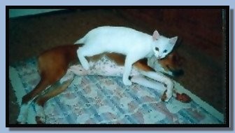 Iris the cat with rafiki