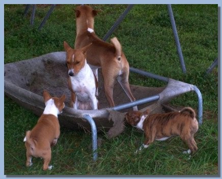 Defending the hammock