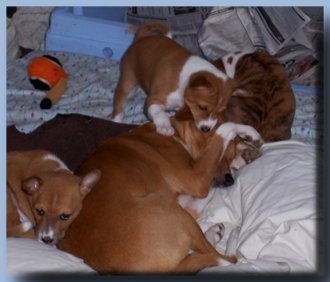 Karamo Litter