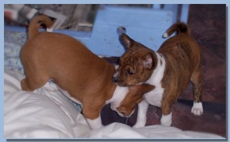 Karamo Puppies