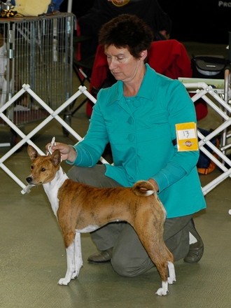 Best Intermediate In Show