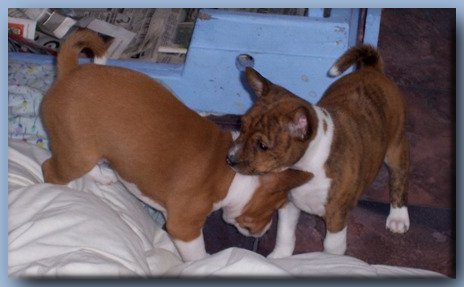 Pups playing