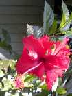 Touch a Thatch Cottage Rental Flowers, Negril Jamaica