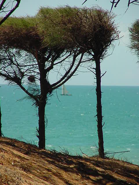 Can you see the dhow in the background?