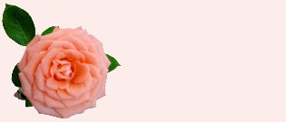 Rose 4