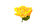 yrose.gif