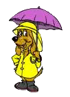 Local Weather Forcast