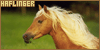 Haflinger