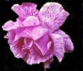 PURPLE ROSE