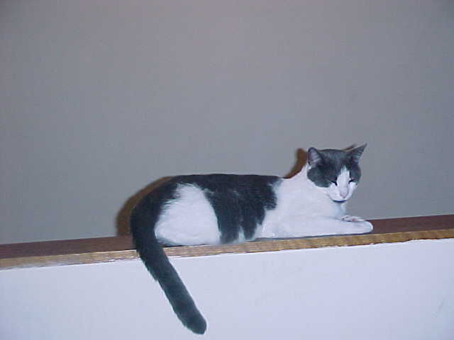 Who's that cat?