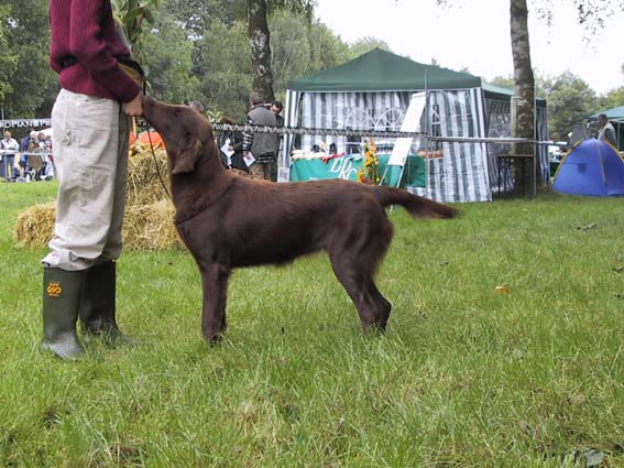 (c) Kennel Plainfire