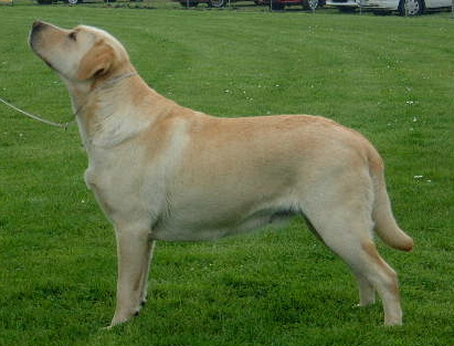 (c) Kennel Rodorbal