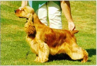 (c) Kennel Northworth