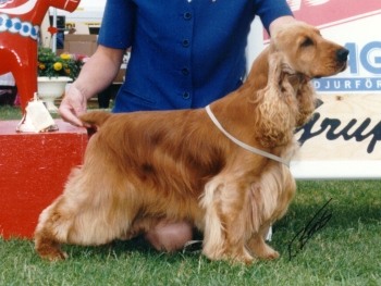 (c) Kennel Northworth