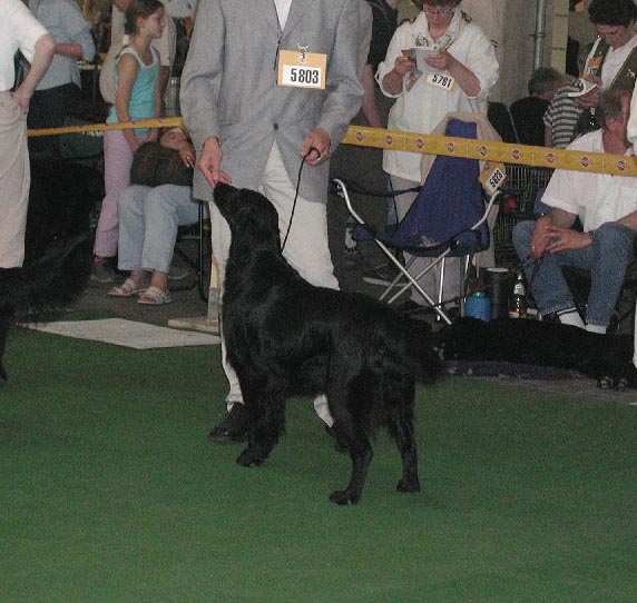 (c) Kennel Plainfire
