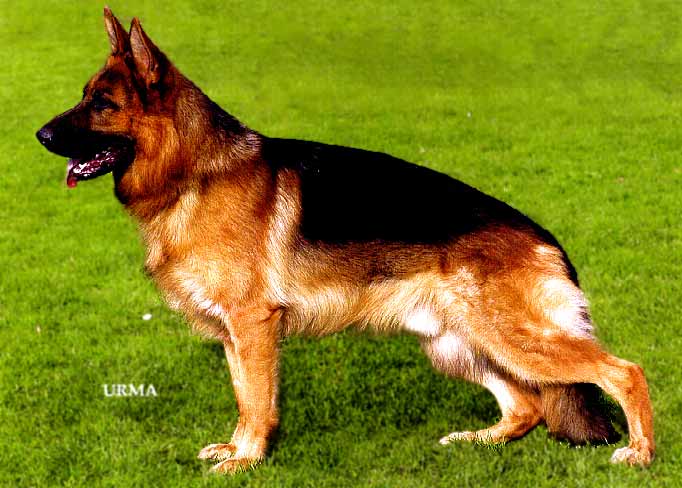(c) Kennel vom Amur - Xandot vom Fortunahof