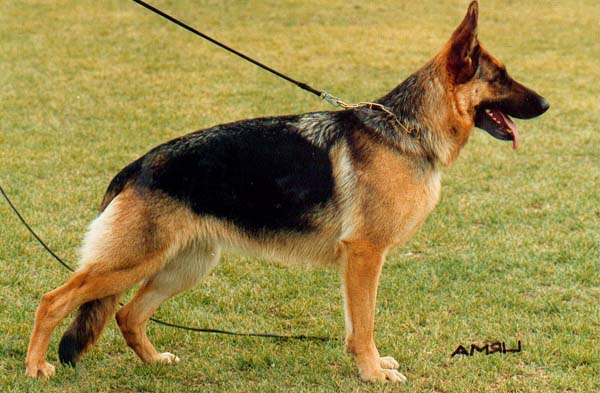 (c) Kennel Dauser's - Stenbo Penta