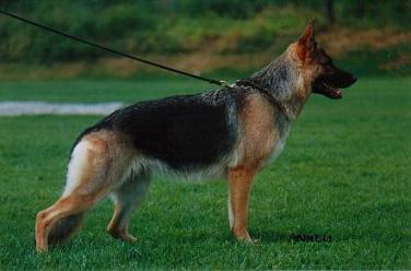 (c) Kennel Bacteroides - Bacteroides Rommi