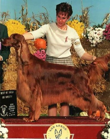 &copy; Lunn's. Real dog in the photo is Multi BISS/Multi Group 
Winner Ch. Lunn's A Perfect Gentleman