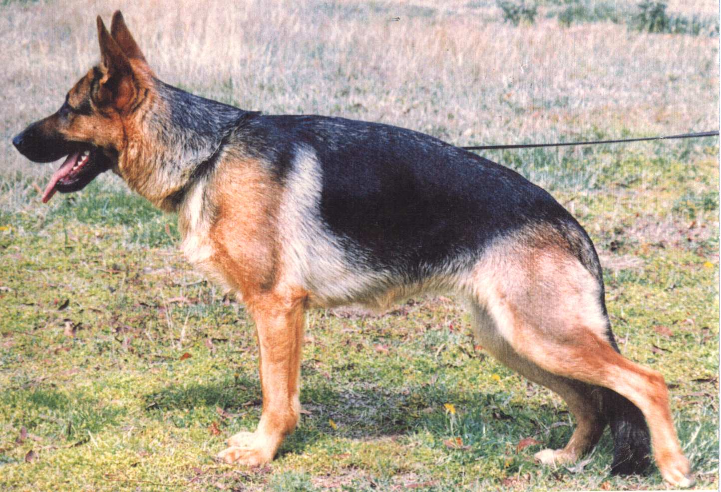 &copy; Kazkiri kennels.