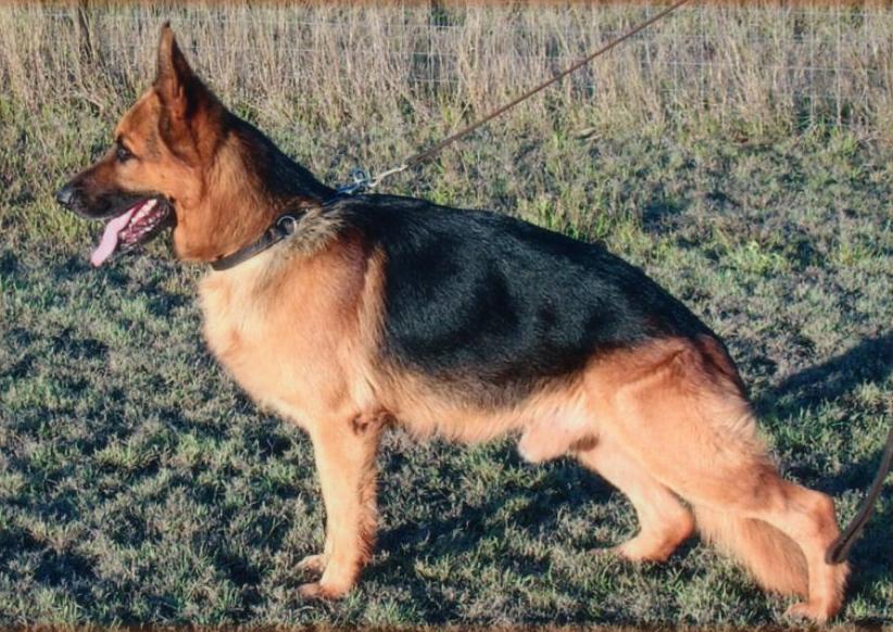 &copy; Masterton. Real dog in the photo is
Aust.Grand Ch. Crossfire Cantona
