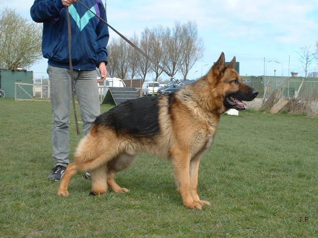 &copy; Saendenland. Real dog in the photo is 
Falco-Prince van Saendenland