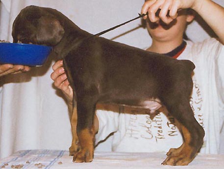 u. Dweia's Belmakor
Dobermanni