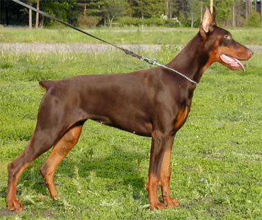 n. D'ber's Dancing Angel
Dobermanni