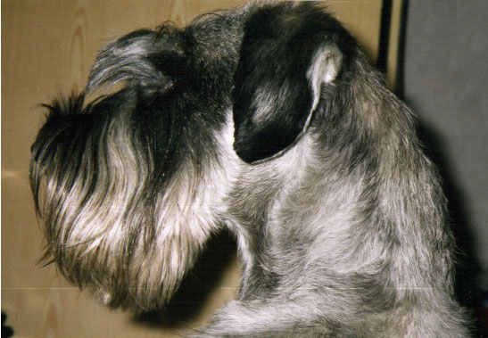  Suzie