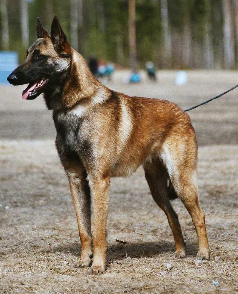 n. Stristar's Flower Bird
Belgianpaimenkoira, Malinois