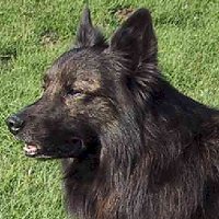 Exigua Arend Atlas