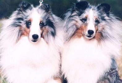 � shadowhill shelties