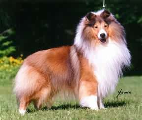  shadowhill shelties