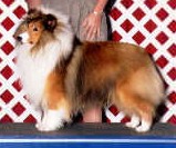  shadowhill shelties