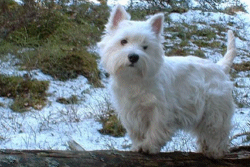 � satu paukamainen