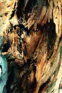 Shaggy-bark Eucalypt