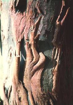 Wavy-Bark Eucalypt