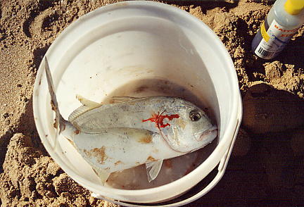 Fishy!