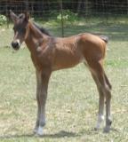 Click here to view Pep's pedigree, additonal photos and information