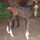 Click here to view Treasure's pedigree, additonal photos and information
