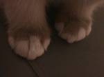 dddFrodo_gloves.jpg (150x112; 1846 bytes)