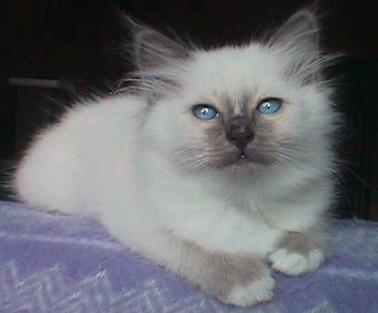 KindMount's Fiona