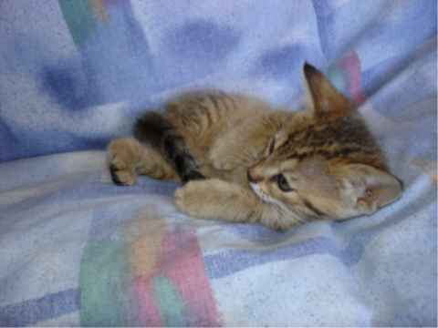Kitten Playing .